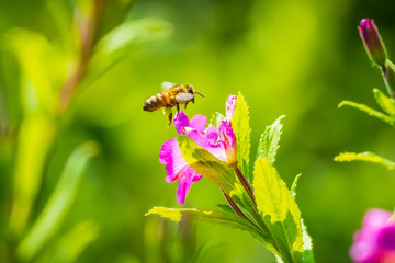 Honey bee Apis mellifera pollination on pink great hairy willowherb Epilobium hirsutum flowers