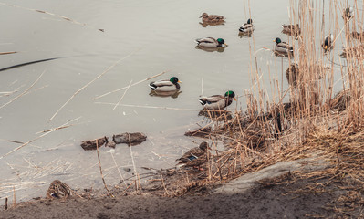 Ducks in the water near the shore and straws on a spring day, Helsinki Finland