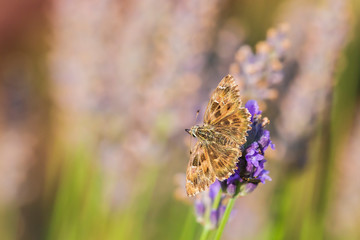Dingy skipper Erynnis tages on purple lavender
