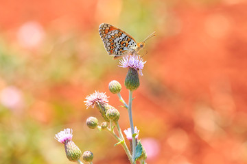 knapweed fritillary, Melitaea phoebe, butterfly resting and pollinating