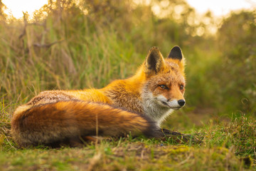 Wild red fox Vulpes Vulpes evening sunset