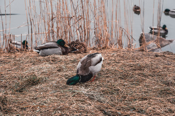 Obraz premium One of the ducks searching for food on shore with the other one in the back are resting