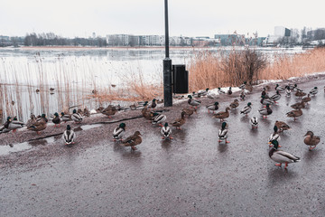 Several ducks have gathered on the asphalt on a spring day with the snow melting