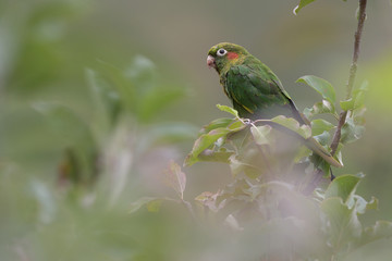 Sulphur-winged parakeet on apple tree