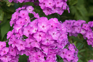 Violet flox flowers close up photo on green garden background