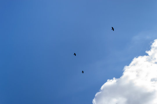 Three black crows against a blue sky and white cloud. Flight of three black ravens.