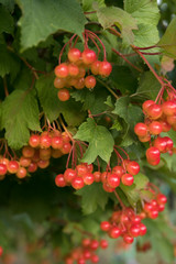 Bunch of red viburnum berries on a branch. Soft selective focus, round bokeh