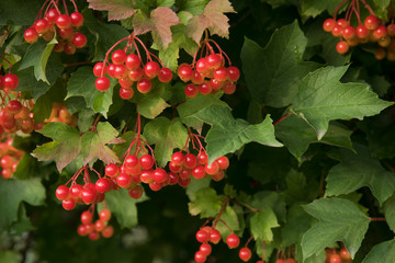 Bunch of red viburnum berries on a branch. Soft selective focus, round bokeh