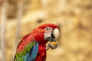 Ara chloroptère au zoo de Doué-la-Fontaine