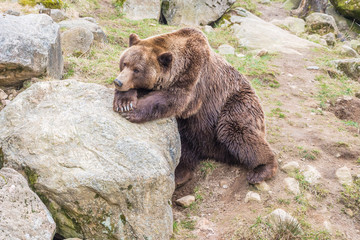 brown bear