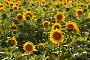 Sunflower Flower Blossom. Golden sunflower in the field backlit by the rays of the setting sun.	