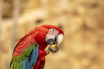 Ara chloroptère au zoo de Doué-la-Fontaine