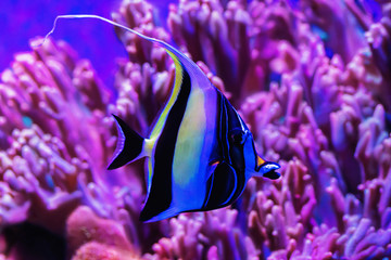 Belopera Kabuba (Heniochus acuminatus) on the background of corals, close-up