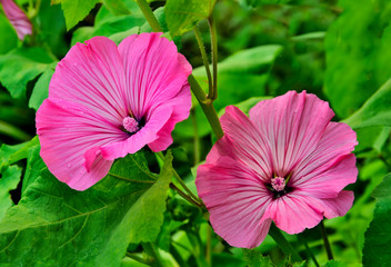 Beautiful flowers of pink  Lavatera, or annual Mallow in garden