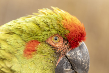 Ara de Lafresnaye au zoo de Doué-la-Fontaine