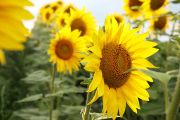 Beautiful sunflowers in the field natural background, Sunflower blooming
