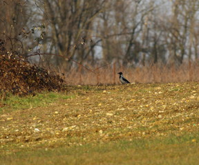 The diet of Corvus cornix includes everything that they are able to find during the search for food