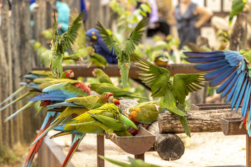 Nourrissage des perroquets au zoo de Doué-la-Fontaine