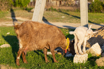 The goat teaches young kids to nibble the grass. Two little kid goats - white twins having fun. Newborn goats gets acquainted with the outside world. Breeding and growing pets. Childhood goats.
