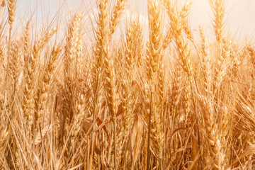 Golden ripe cereal, background, close-up