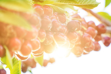 beautiful close-up shot of organic natural cherry tree