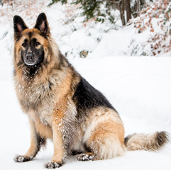 ong-haired german shepherd in the snow