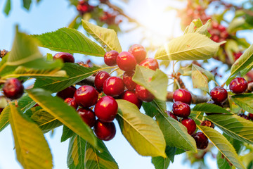 beautiful close-up shot of organic natural cherry tree © oz