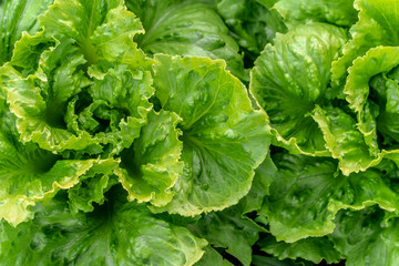 green organic letuuce detail