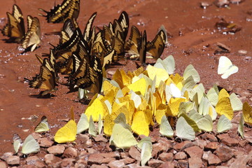 Many yellow and black pieridae butterflies gathering water on floor mud. Butterflies are feeding mineral in salt marsh in forest. Brazil. Iguasu falls