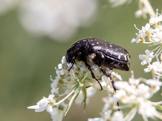 pluskwiak