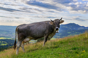 Kuh - Allgäu - Grünten - Hörner - Sommer