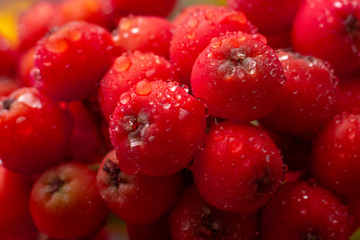 Red rowan berries. Ripe mountain ash berries closeup in autumn harvest time