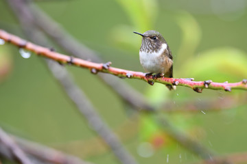 Volcano hummingbird sitting on branch