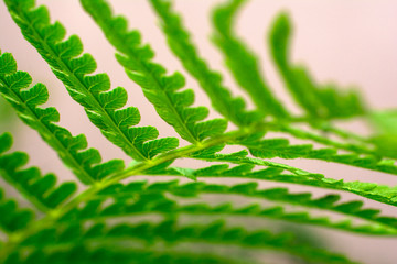 Young fern leaf, fern leaf pattern. A leaf of fern close-up