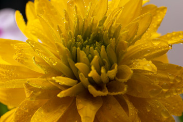 Beautiful yellow flower. Close up of rudbekia with a drops of water