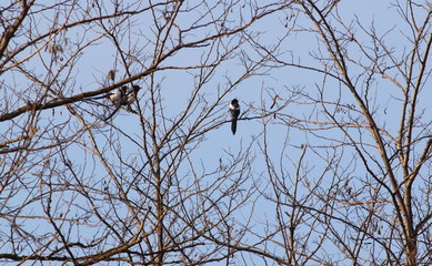 Pica pica have no sexual dimorphism in coloring