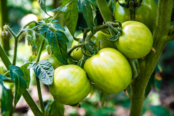 green tomatoes on a bush grow in the garden, close up photo