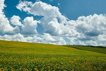 Sunflower field - bright yellow flowers, beautiful summer landscape