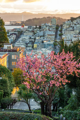 Sakura blossoms on Lombard Street. San Francisco is in early morning light.