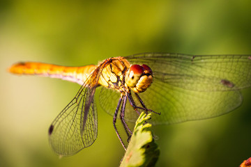 Macro shot of dragonfly who standing on a branch