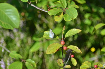 butterfly on leaf