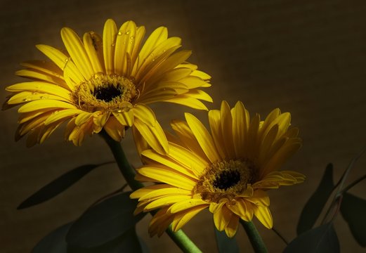 Flowers Gerbery