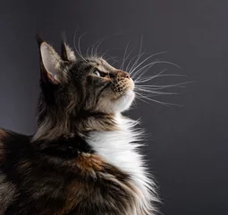 Fototapeten Maine Coon cat isolated on dark grey background © Иван Шагинов