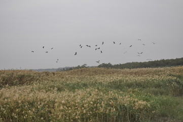 The beautiful birds Grey heron in the natural environment