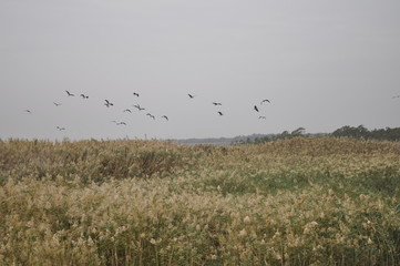 The beautiful birds Grey heron in the natural environment