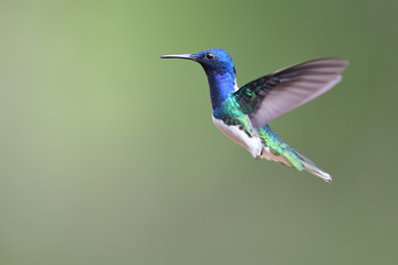 White-necked jacobin isolated flying hovering
