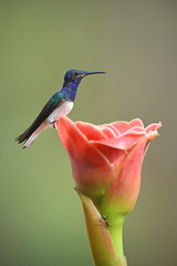 White-necked jacobin sitting on pink flower