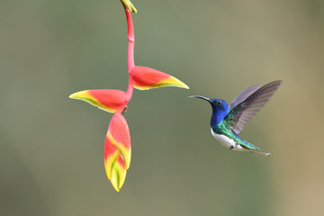 White-necked jacobin flying around yellow red flower