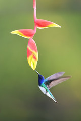 White-necked jacobin flying drinking nectar from yellow red flower