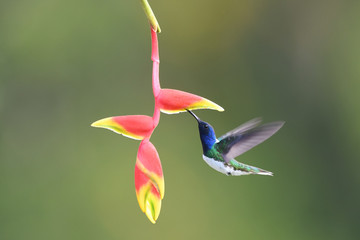 White-necked jacobin flying drinking nectar from yellow red flower